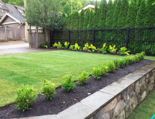 Landscaping in Harmony with Nature: Why Professional Guidance Makes All the Difference