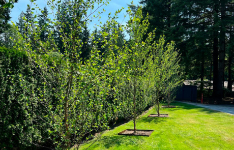 North Vancouver Garden Maintenance | North Vancouver Landscaping | North Vancouver Garden Design